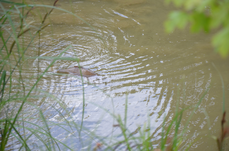 Karpfen aus dem Weiher