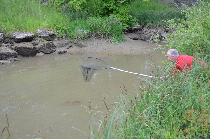 Fischer Marcel Bächli holt einen Karpfen aus dem Wasser