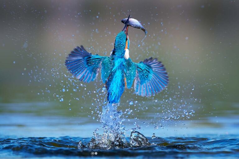 Eisvogel in seinem Lebensraum