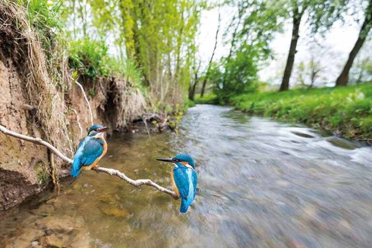 Eisvogel nahe am Wasser