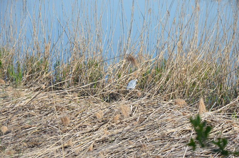 Schwan zwischen Schilf am Klingnauer Stausee