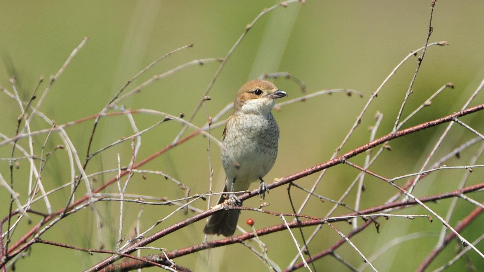 Neuntöter perched on a branch