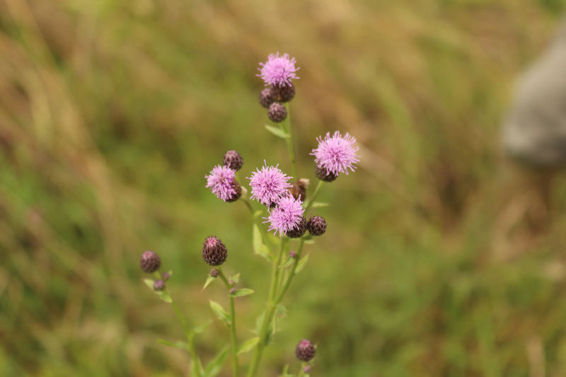 Ackerkratzdistel