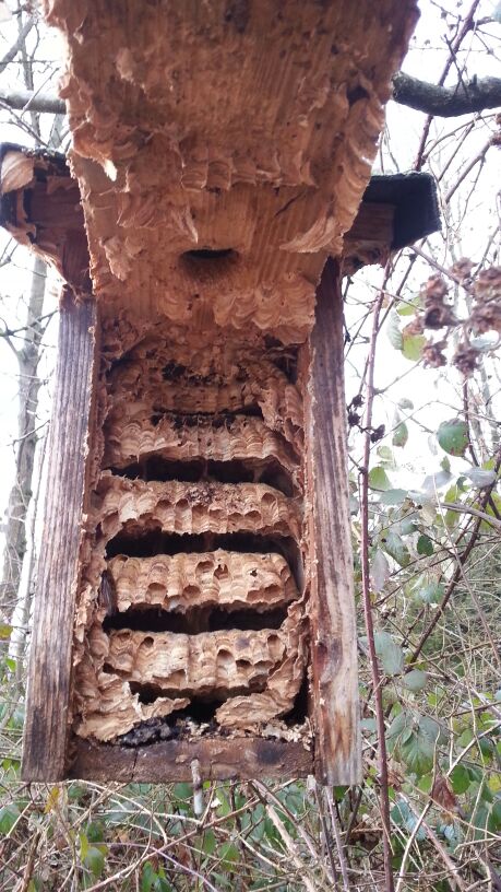 Mehrstöckiges Hornissennest im geöffneten Nistkasten