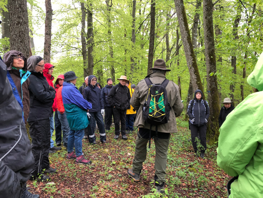 Urs Büchi führt die Exkursionsgruppe durch den Wald