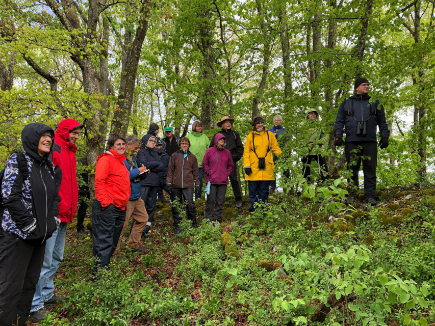 Teilnehmende hören im Wald den Erklärungen zu