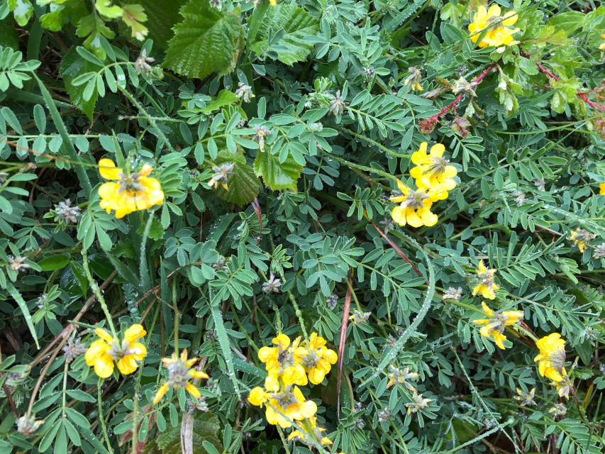 Schopfiger Hufeisenklee (Hippocrepis comosa)