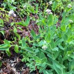 Klatschnelke, Gemeines Leimkraut (Silene vulgaris)