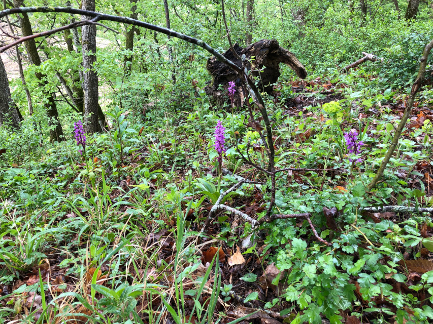 Männliches Knabenkraut (Orchis mascula)
