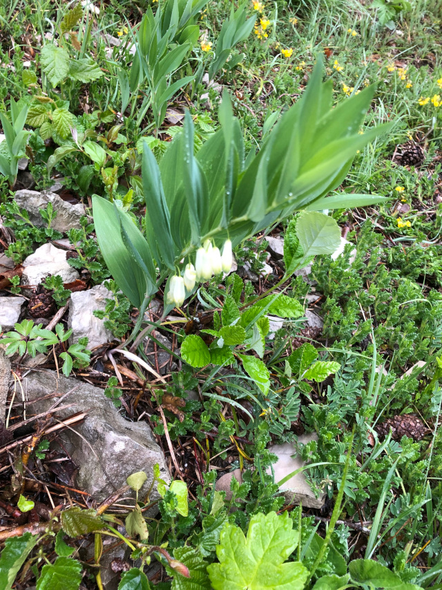 Echtes Salomonssiegel (Polygonatum odoratum)
