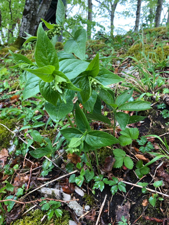 Schwalbenwurz (Vincetoxicum hirundinaria)