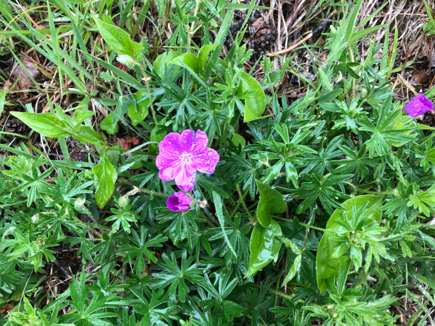 Blutroter Storchenschnabel (Geranium sanguineum)