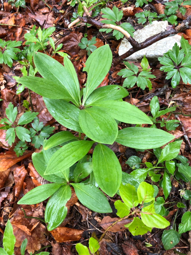 Türkenbund (Lilium martagon)