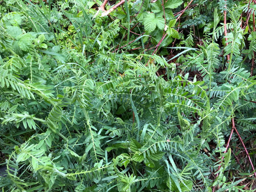 Graue Vogelwicke (Vicia cracca susp. incana)