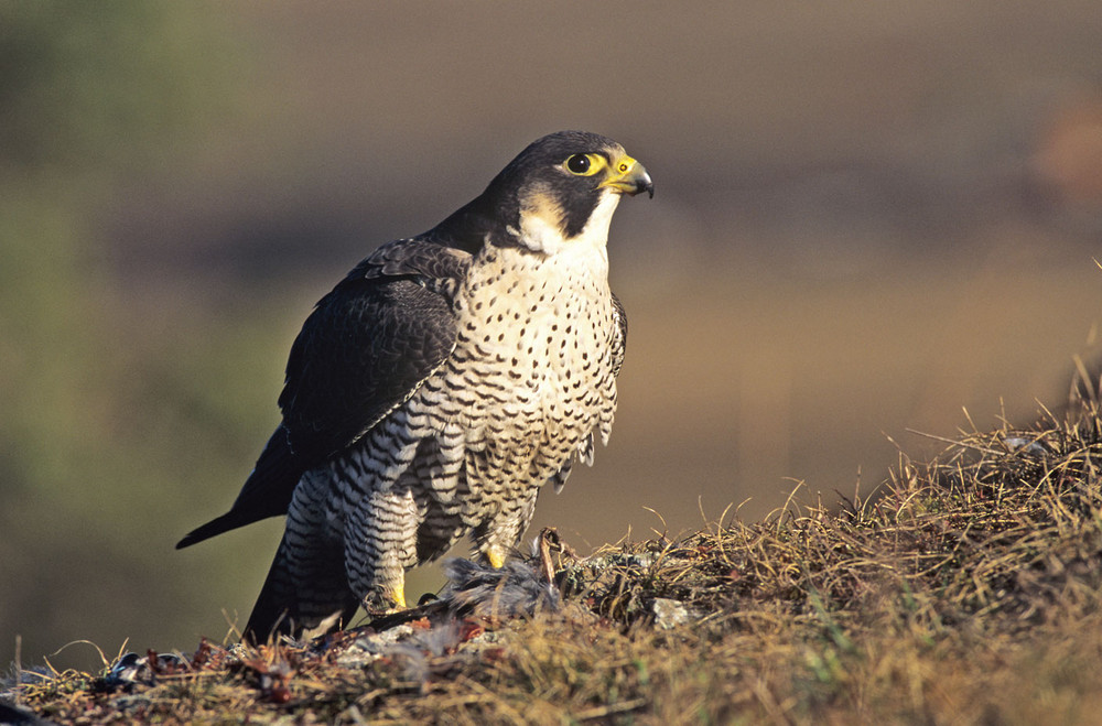 Vogel des Jahres 2018 – Wanderfalke